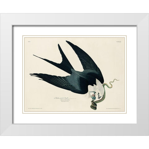Swallow-tailed Hawk White Modern Wood Framed Art Print with Double Matting by Audubon, John James