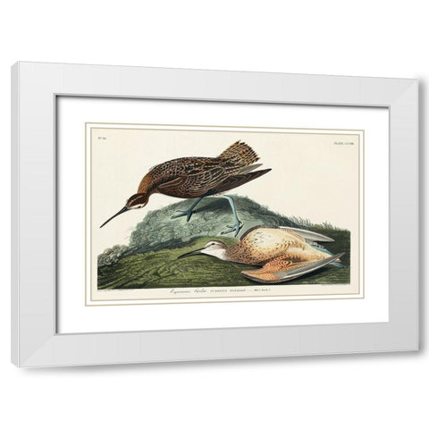 Esquimaux Curlew White Modern Wood Framed Art Print with Double Matting by Audubon, John James