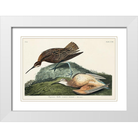 Esquimaux Curlew White Modern Wood Framed Art Print with Double Matting by Audubon, John James