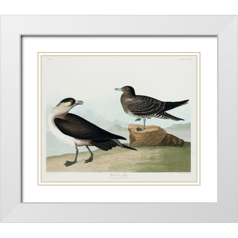 Richardsons JagerÂ  White Modern Wood Framed Art Print with Double Matting by Audubon, John James