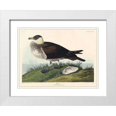 Jager White Modern Wood Framed Art Print with Double Matting by Audubon, John James