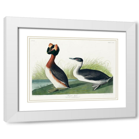 Horned Grebe White Modern Wood Framed Art Print with Double Matting by Audubon, John James