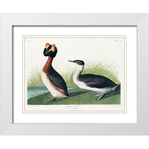 Horned Grebe White Modern Wood Framed Art Print with Double Matting by Audubon, John James