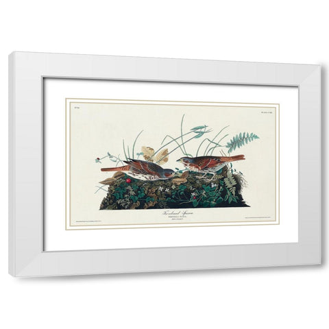 Fox-coloured Sparrow White Modern Wood Framed Art Print with Double Matting by Audubon, John James