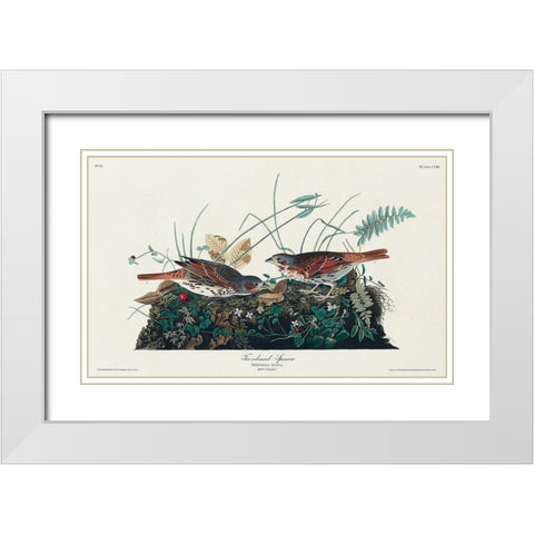 Fox-coloured Sparrow White Modern Wood Framed Art Print with Double Matting by Audubon, John James