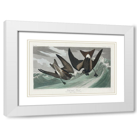 Fork-tailed Petrel White Modern Wood Framed Art Print with Double Matting by Audubon, John James