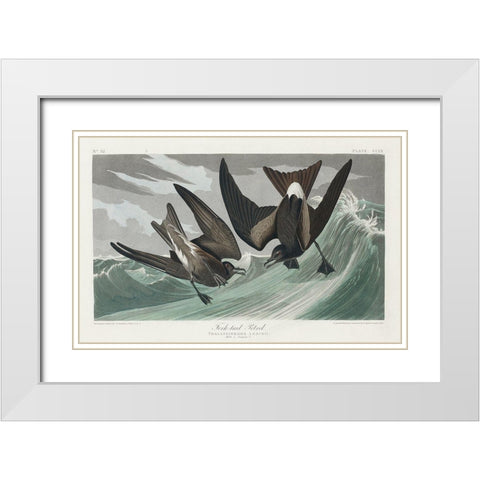 Fork-tailed Petrel White Modern Wood Framed Art Print with Double Matting by Audubon, John James