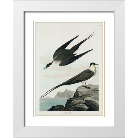 Arctic Yager White Modern Wood Framed Art Print with Double Matting by Audubon, John James