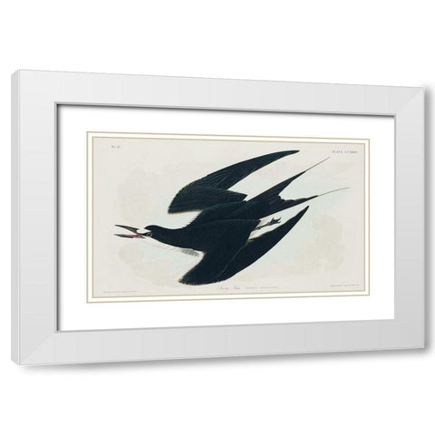 Sooty Tern White Modern Wood Framed Art Print with Double Matting by Audubon, John James
