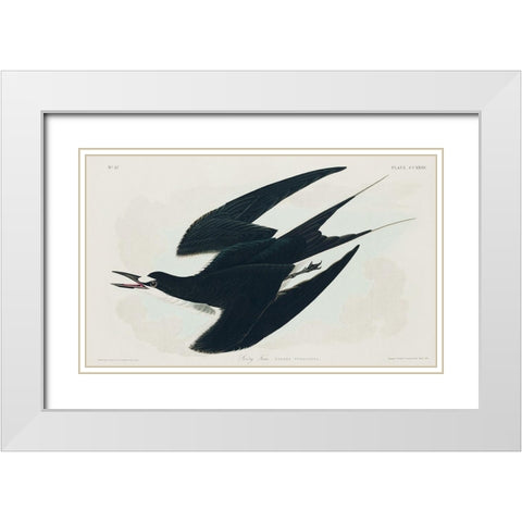 Sooty Tern White Modern Wood Framed Art Print with Double Matting by Audubon, John James