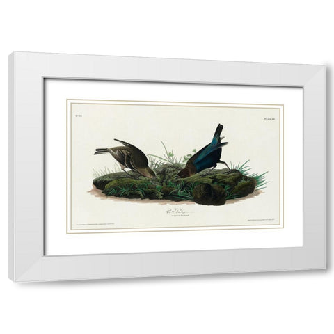 Cow-pen Bird White Modern Wood Framed Art Print with Double Matting by Audubon, John James