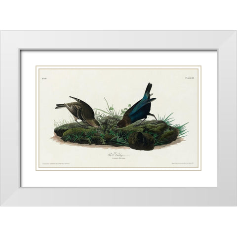 Cow-pen Bird White Modern Wood Framed Art Print with Double Matting by Audubon, John James