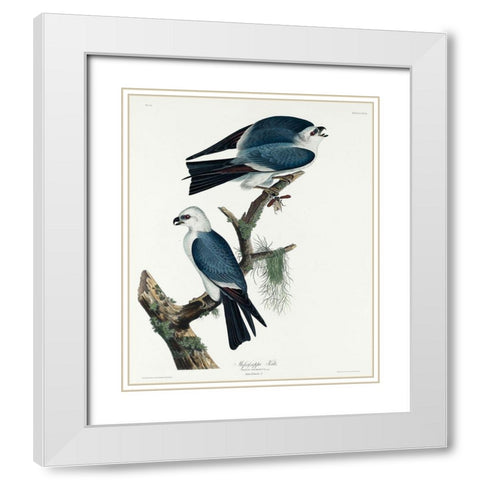 Mississippi Kite White Modern Wood Framed Art Print with Double Matting by Audubon, John James