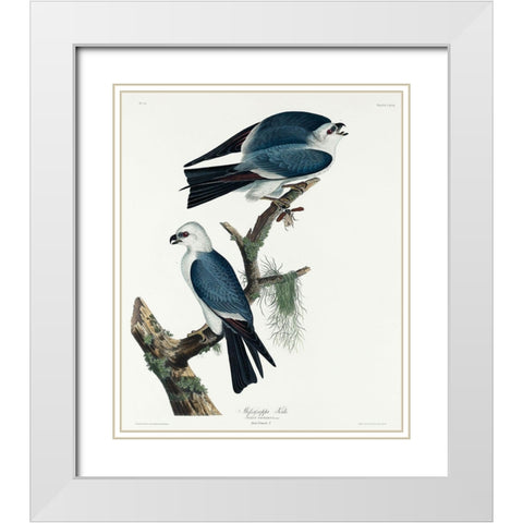 Mississippi Kite White Modern Wood Framed Art Print with Double Matting by Audubon, John James