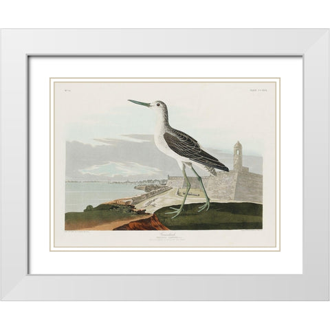 Greenshank White Modern Wood Framed Art Print with Double Matting by Audubon, John James
