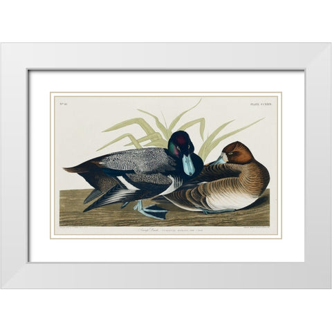 Scaup Duck White Modern Wood Framed Art Print with Double Matting by Audubon, John James