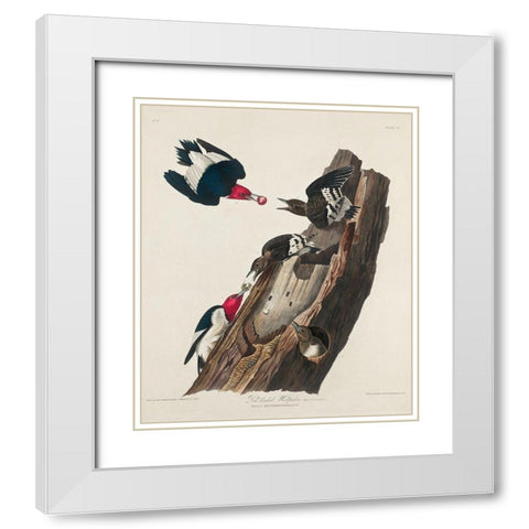 Red-headed Woodpecker White Modern Wood Framed Art Print with Double Matting by Audubon, John James