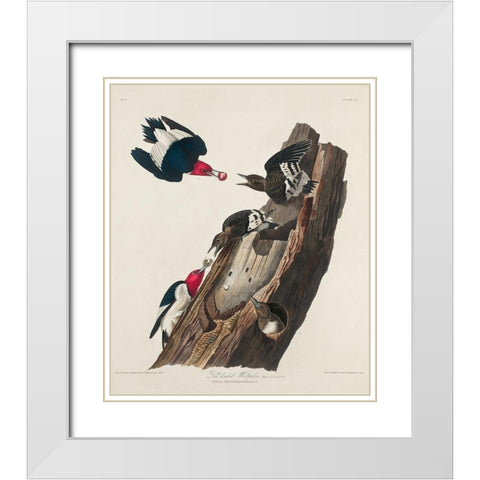Red-headed Woodpecker White Modern Wood Framed Art Print with Double Matting by Audubon, John James