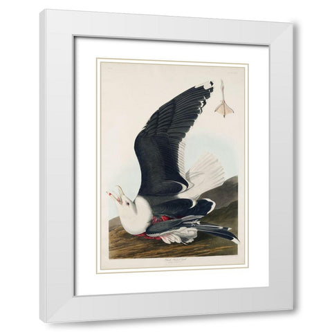 Black Backed GullÂ  White Modern Wood Framed Art Print with Double Matting by Audubon, John James
