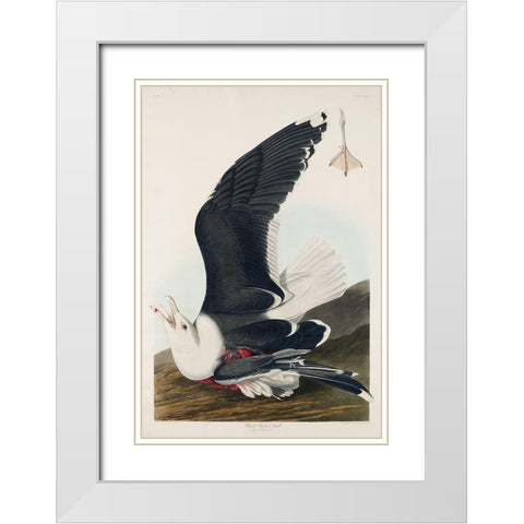Black Backed GullÂ  White Modern Wood Framed Art Print with Double Matting by Audubon, John James