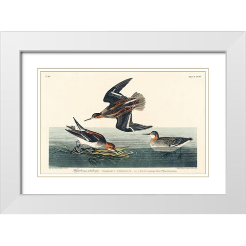 Hyperborean phalarope White Modern Wood Framed Art Print with Double Matting by Audubon, John James