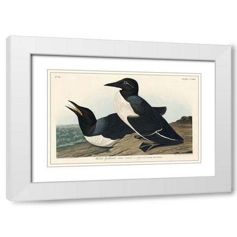 Foolish Guillemot White Modern Wood Framed Art Print with Double Matting by Audubon, John James