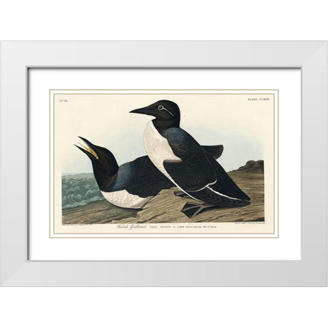 Foolish Guillemot White Modern Wood Framed Art Print with Double Matting by Audubon, John James