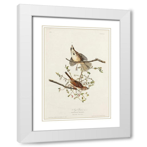 Song Sparrow White Modern Wood Framed Art Print with Double Matting by Audubon, John James
