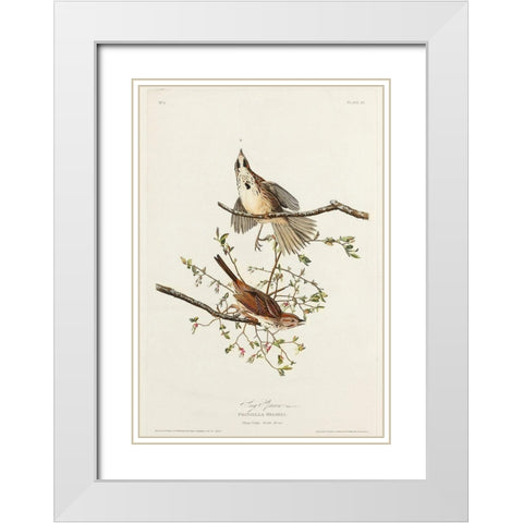 Song Sparrow White Modern Wood Framed Art Print with Double Matting by Audubon, John James