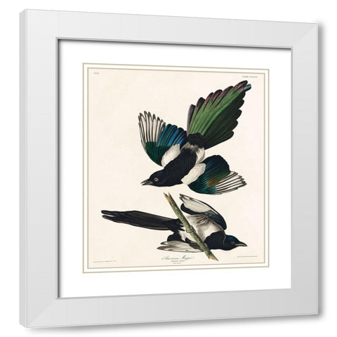 American Magpie White Modern Wood Framed Art Print with Double Matting by Audubon, John James