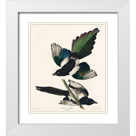 American Magpie White Modern Wood Framed Art Print with Double Matting by Audubon, John James