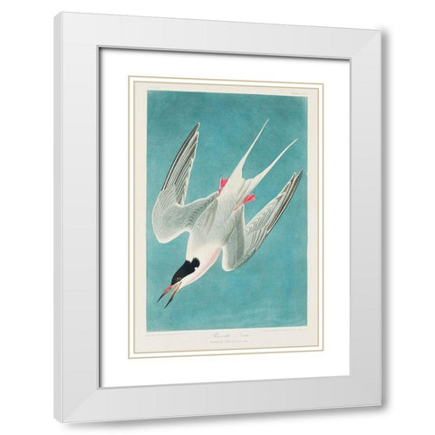 Roseate Tern White Modern Wood Framed Art Print with Double Matting by Audubon, John James