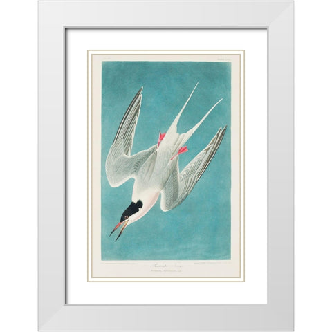 Roseate Tern White Modern Wood Framed Art Print with Double Matting by Audubon, John James