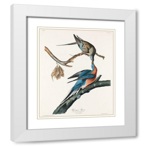 Passenger Pigeon White Modern Wood Framed Art Print with Double Matting by Audubon, John James