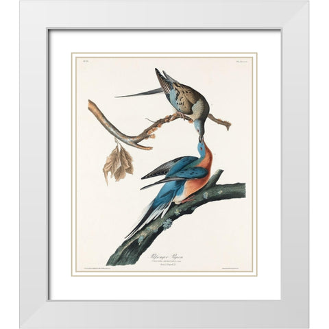 Passenger Pigeon White Modern Wood Framed Art Print with Double Matting by Audubon, John James