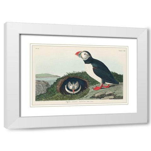Puffin White Modern Wood Framed Art Print with Double Matting by Audubon, John James
