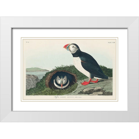 Puffin White Modern Wood Framed Art Print with Double Matting by Audubon, John James