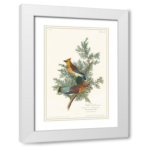 Cedar Bird White Modern Wood Framed Art Print with Double Matting by Audubon, John James