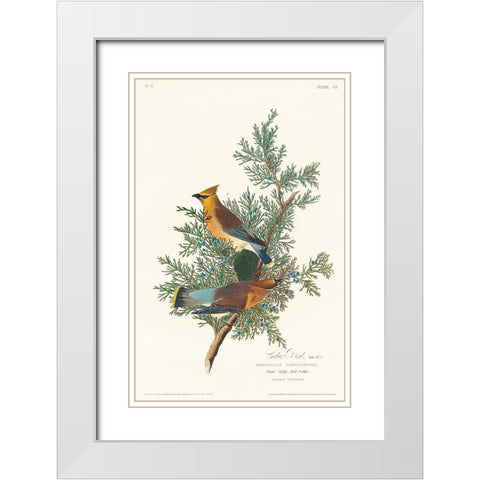 Cedar Bird White Modern Wood Framed Art Print with Double Matting by Audubon, John James