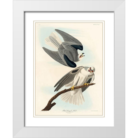 Black-Winged Hawk White Modern Wood Framed Art Print with Double Matting by Audubon, John James