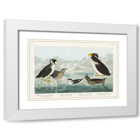 Black-throated Guillemot, Nobbed-billed Auk, Curled-crested Auk and Horned-billed Guillemot White Modern Wood Framed Art Print with Double Matting by Audubon, John James