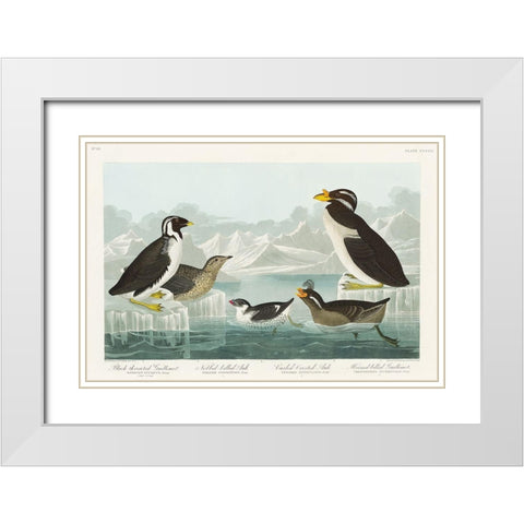 Black-throated Guillemot, Nobbed-billed Auk, Curled-crested Auk and Horned-billed Guillemot White Modern Wood Framed Art Print with Double Matting by Audubon, John James