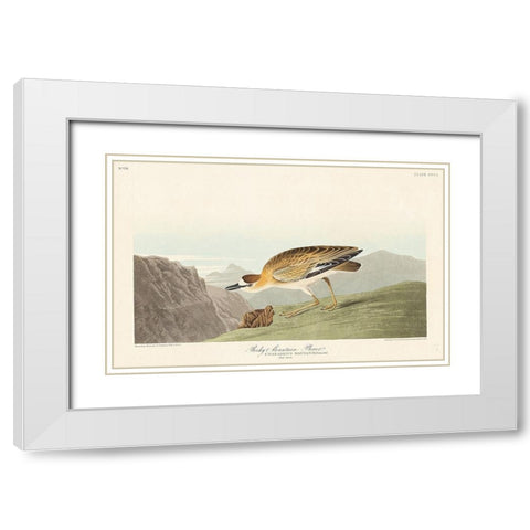 Rocky Mountain Plover White Modern Wood Framed Art Print with Double Matting by Audubon, John James