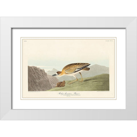 Rocky Mountain Plover White Modern Wood Framed Art Print with Double Matting by Audubon, John James