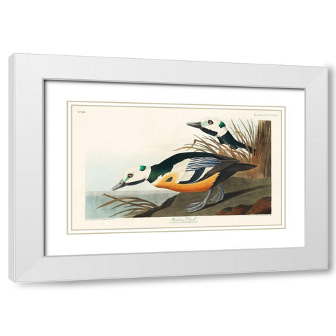 Western Duck White Modern Wood Framed Art Print with Double Matting by Audubon, John James