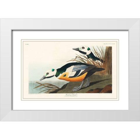 Western Duck White Modern Wood Framed Art Print with Double Matting by Audubon, John James