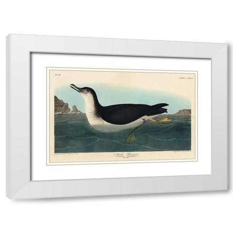 Manks Shearwater White Modern Wood Framed Art Print with Double Matting by Audubon, John James