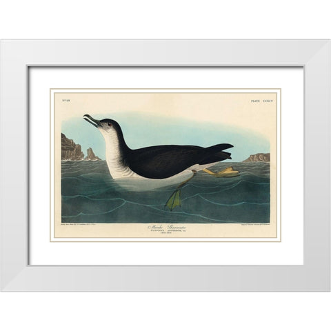 Manks Shearwater White Modern Wood Framed Art Print with Double Matting by Audubon, John James