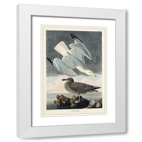 Herring Gull White Modern Wood Framed Art Print with Double Matting by Audubon, John James