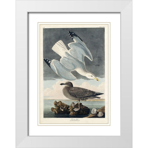 Herring Gull White Modern Wood Framed Art Print with Double Matting by Audubon, John James